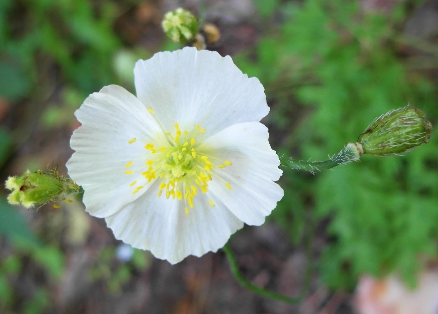 Изображение особи Papaver tenellum.