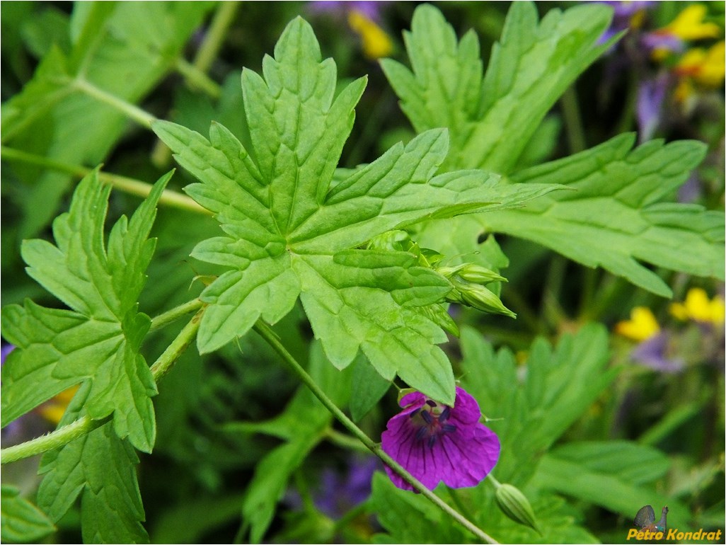 Изображение особи Geranium palustre.