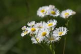 Erigeron annuus