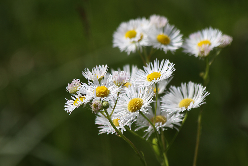 Изображение особи Erigeron annuus.