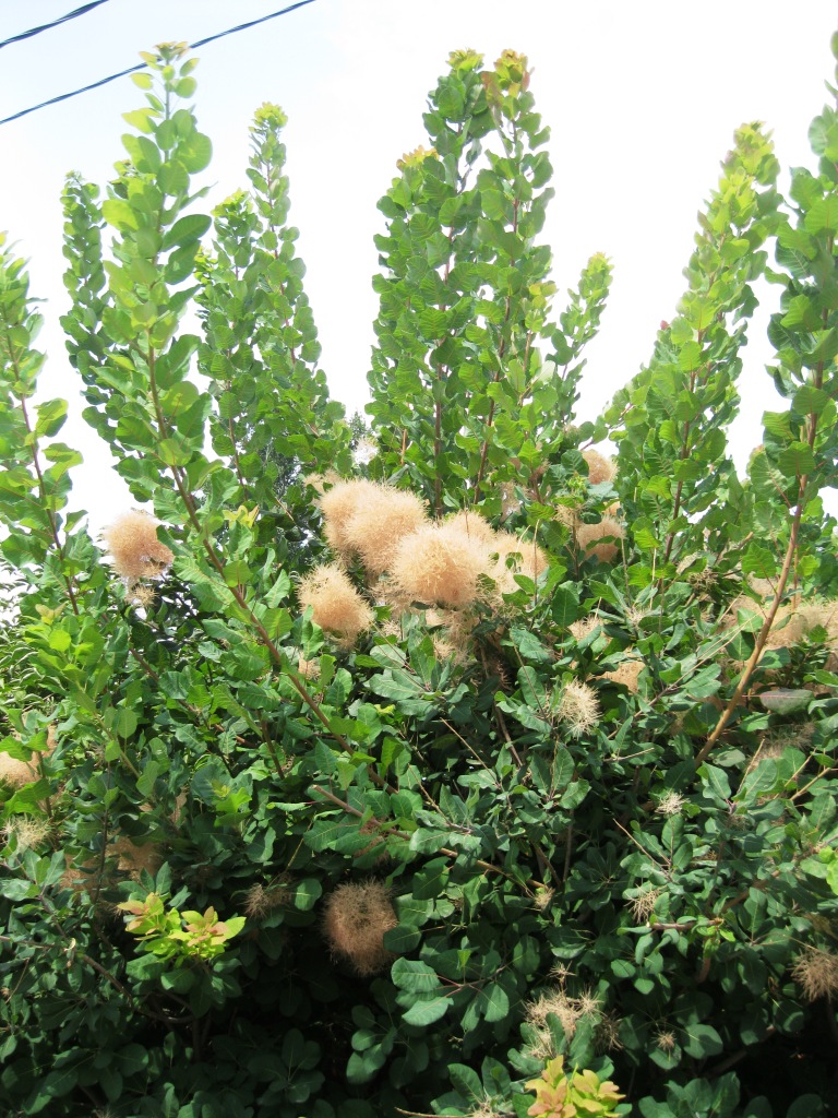 Image of Cotinus coggygria specimen.