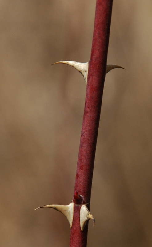 Image of Rosa laxa specimen.