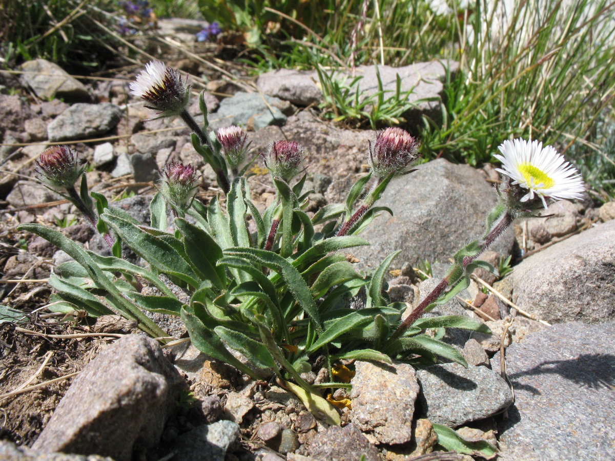 Image of Erigeron pallidus specimen.