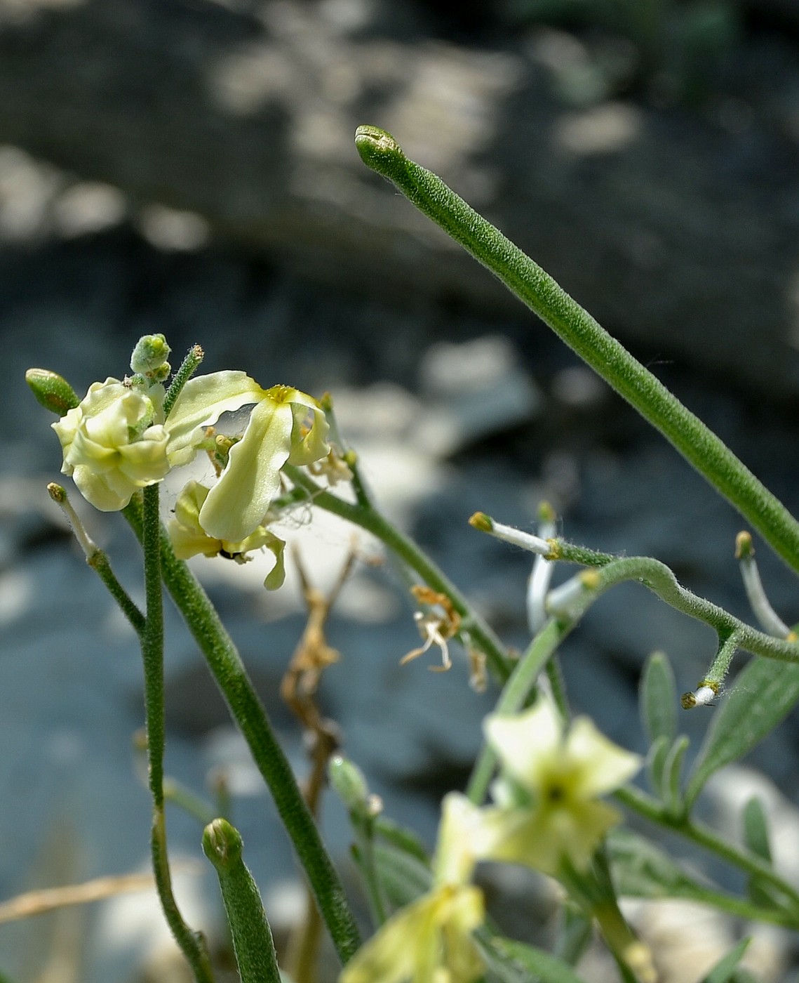 Изображение особи Matthiola odoratissima.