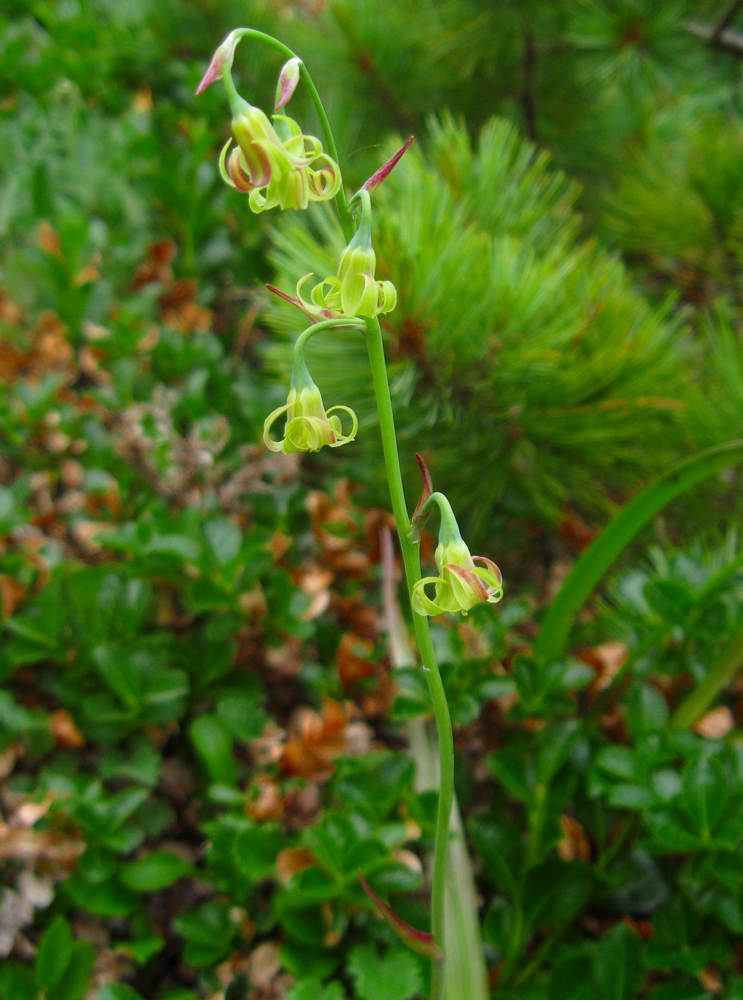 Image of Stenanthium sachalinense specimen.