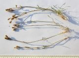 Silene dianthoides