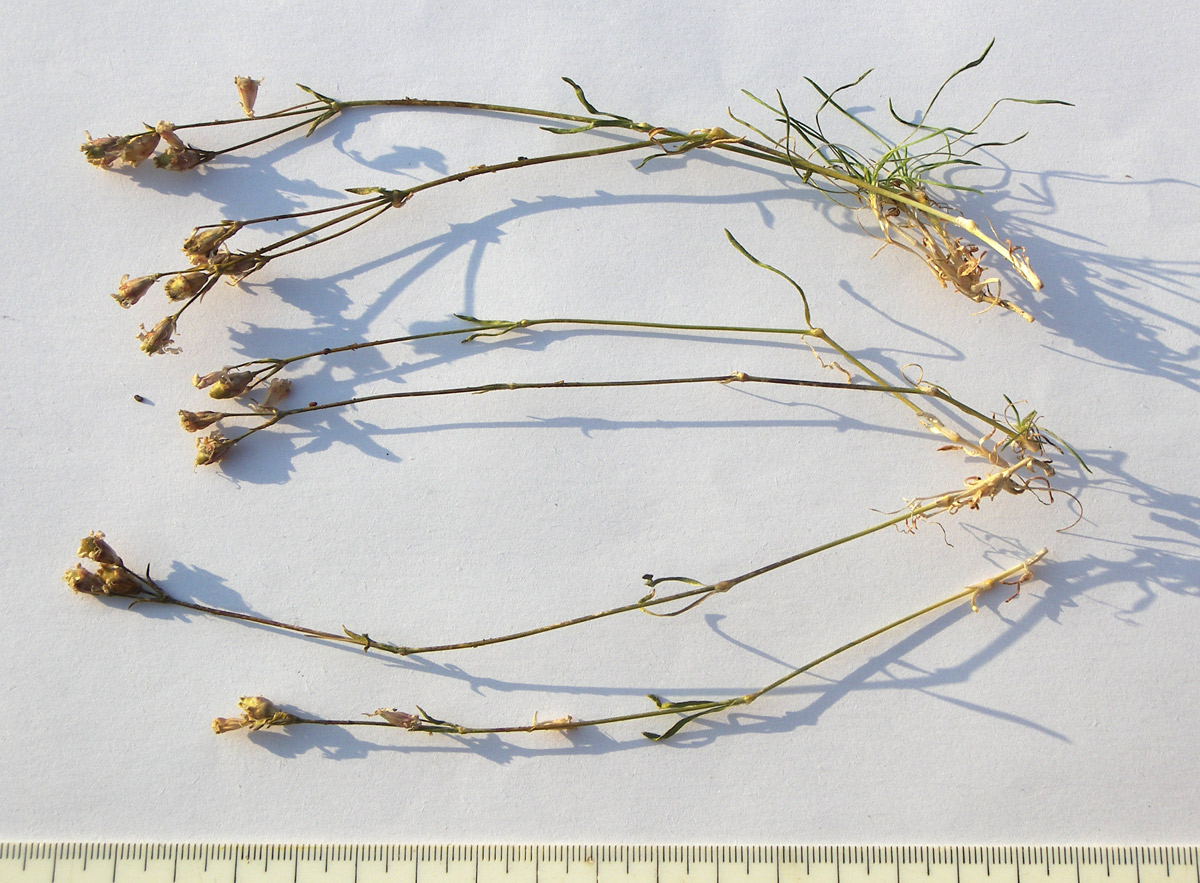 Image of Silene dianthoides specimen.