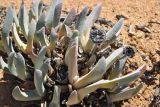 Cheiridopsis denticulata