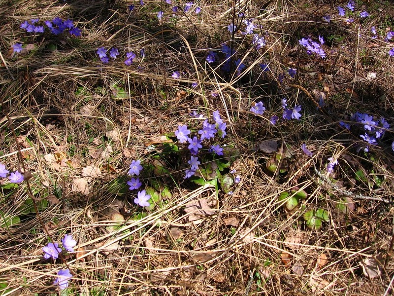 Image of Hepatica nobilis specimen.