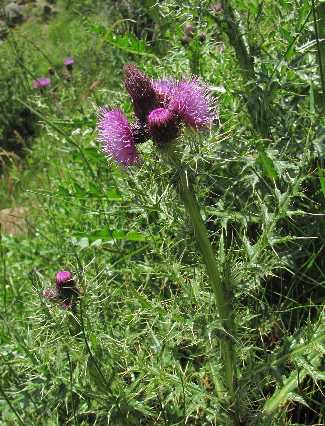 Изображение особи Cirsium elbrusense.