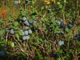 Vaccinium uliginosum. Верхушка плодоносящего растения. Магаданская обл., г. Магадан, Колымское шоссе, ост. \"Аммональная\", лиственничное заболоченное редколесье. 22.08.2017.