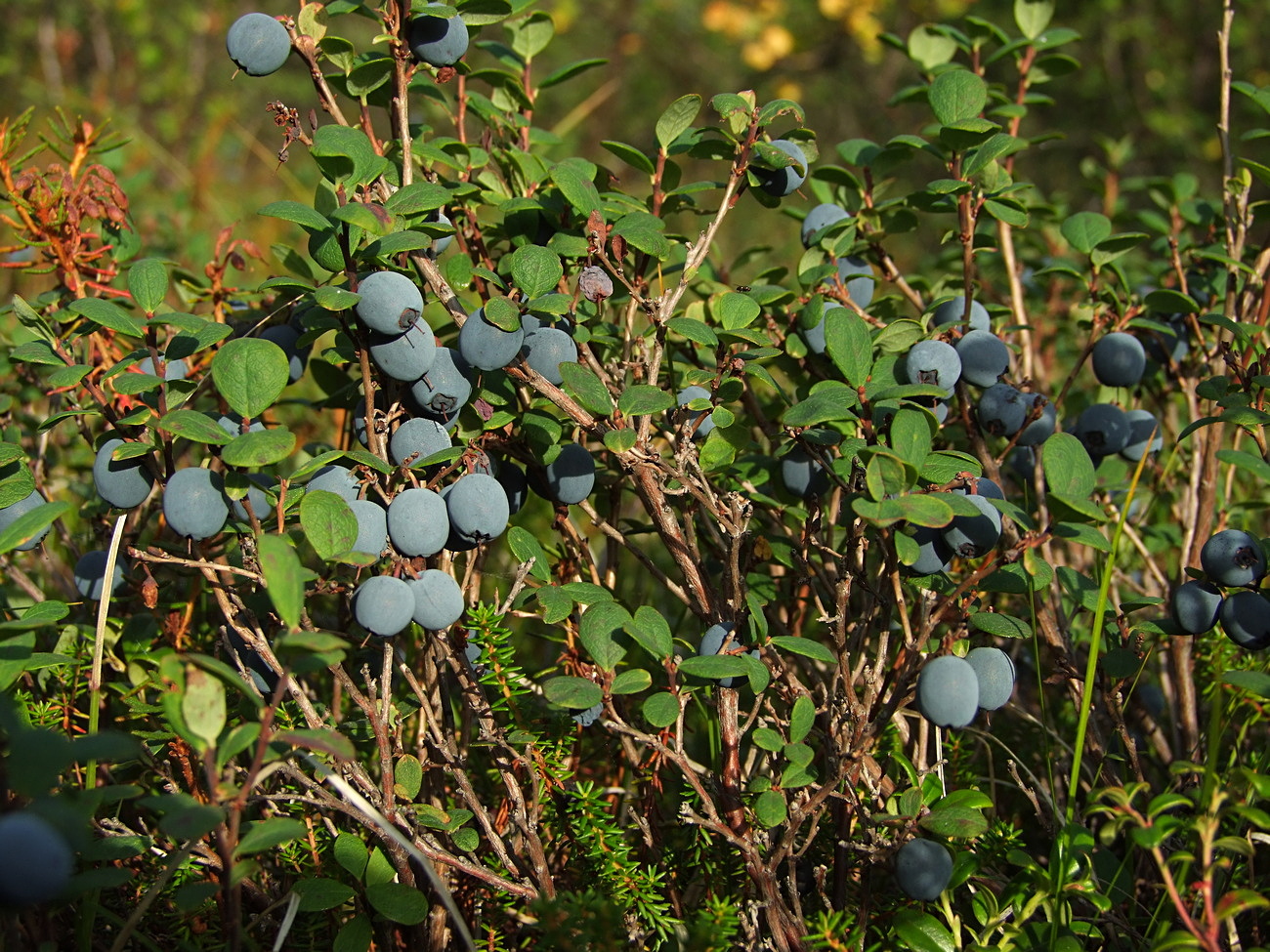 Image of Vaccinium uliginosum specimen.