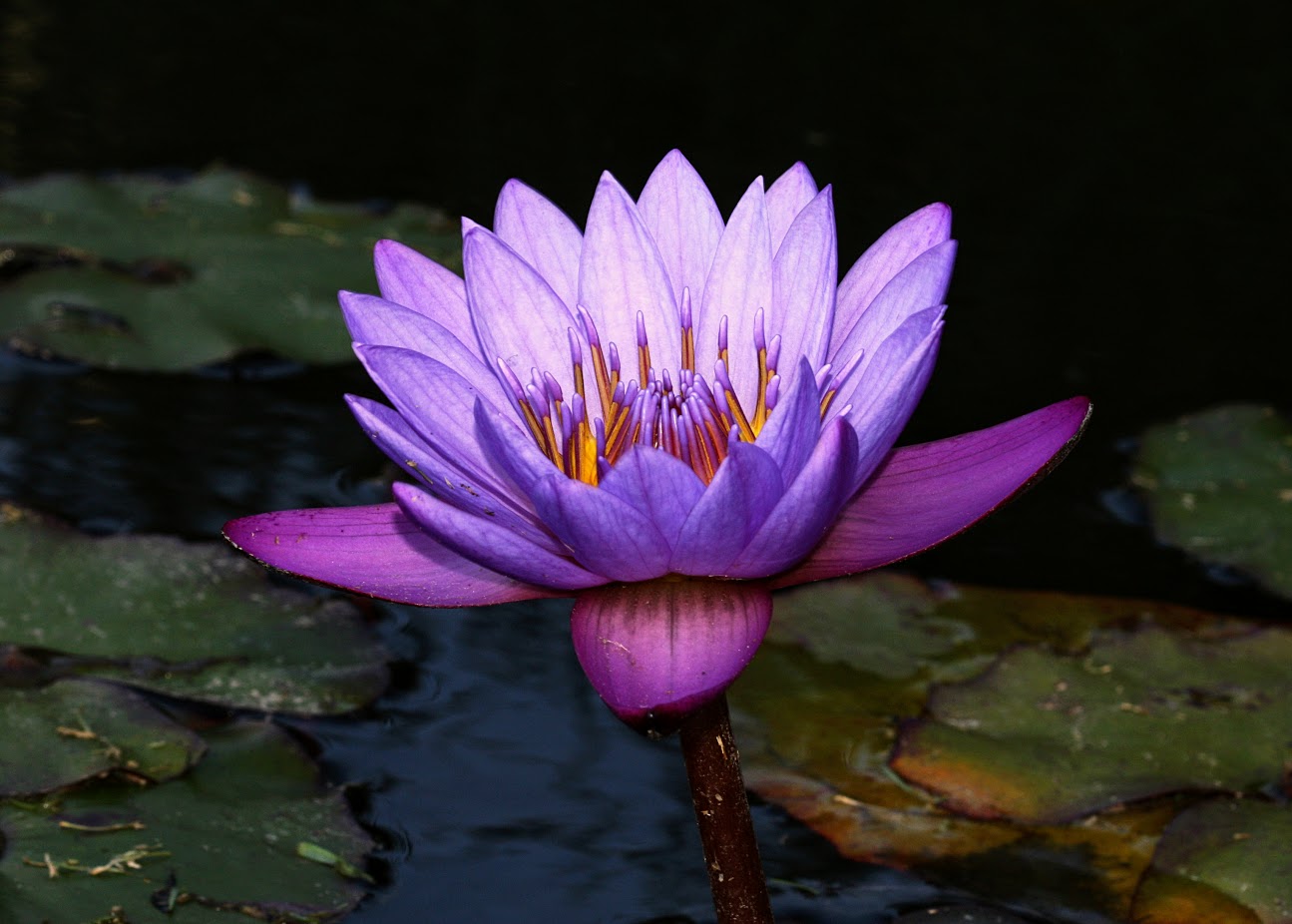 Image of Nymphaea odorata specimen.