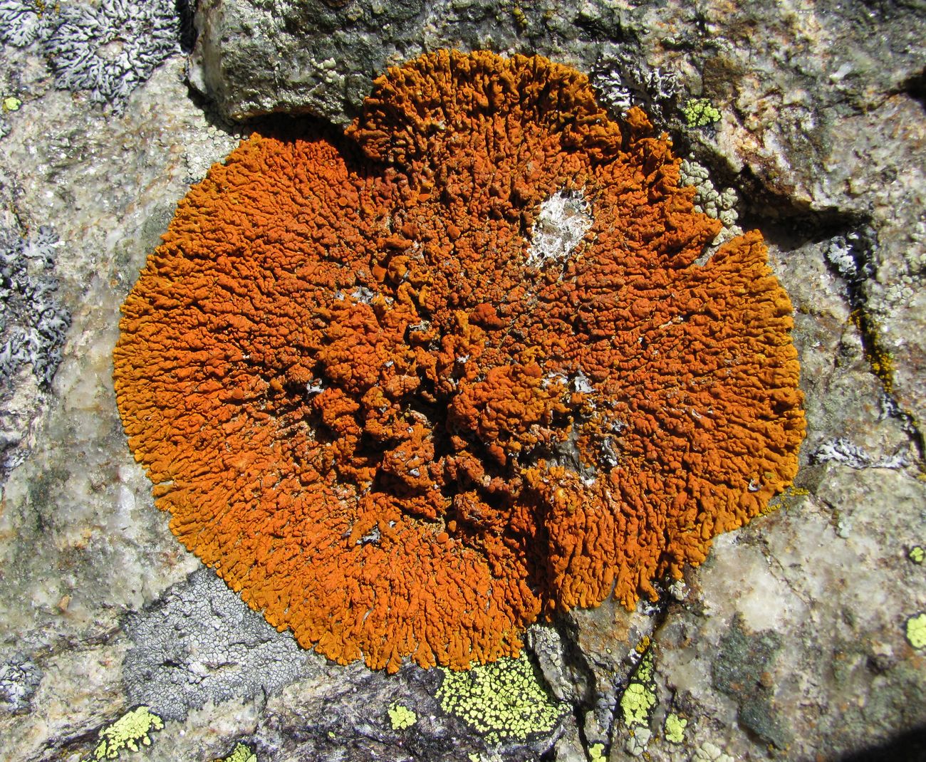 Image of familia Teloschistaceae specimen.