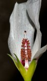 Alyogyne hakeifolia