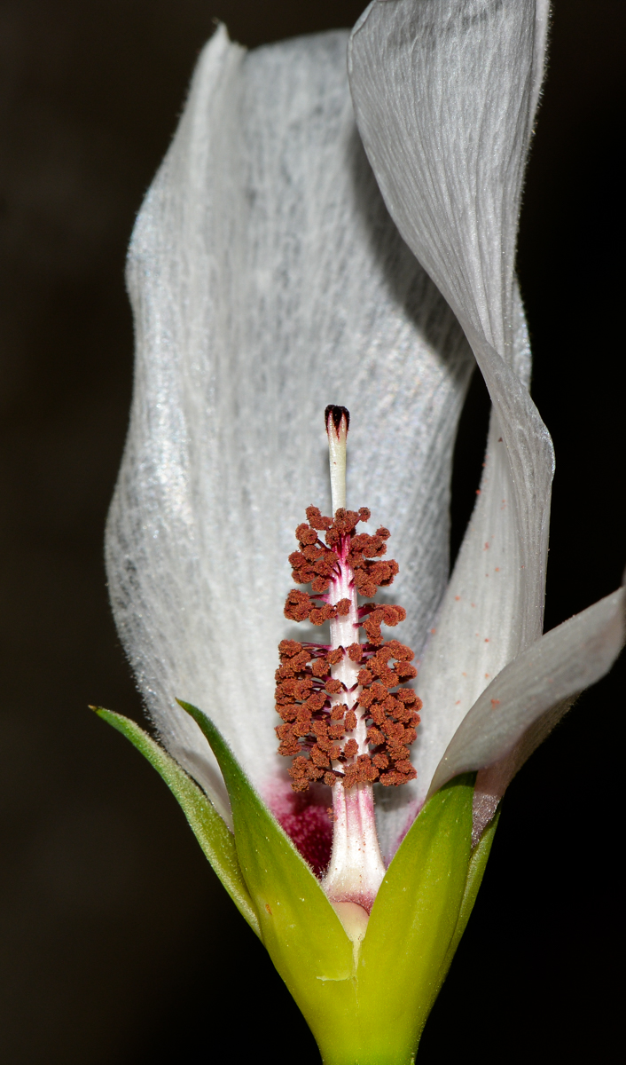 Изображение особи Alyogyne hakeifolia.