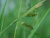 Carex pallescens. Верхушка побега с соплодиями. Московская обл., Истринский р-н, Павловская Слобода. 07.06.2007.