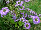 Scaevola aemula