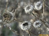 Grindelia squarrosa