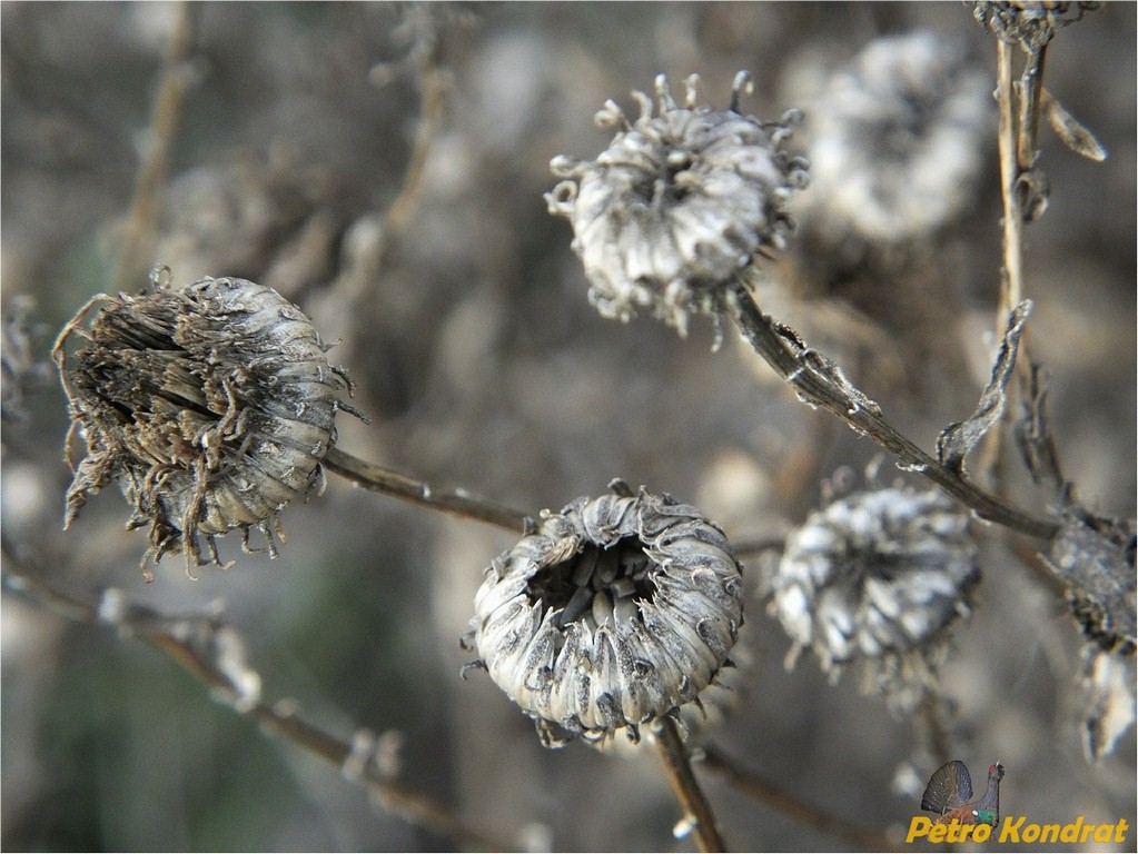 Изображение особи Grindelia squarrosa.