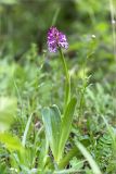 Orchis subspecies caucasica