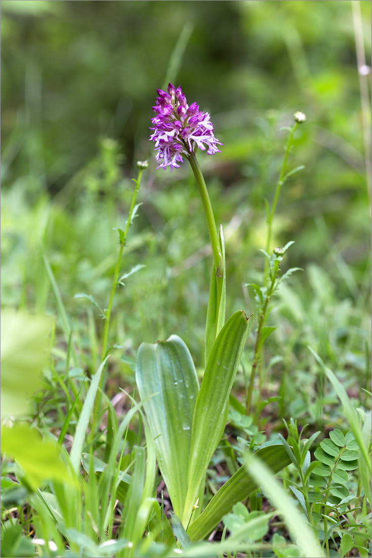 Image of Orchis purpurea ssp. caucasica specimen.