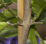 Petrea volubilis