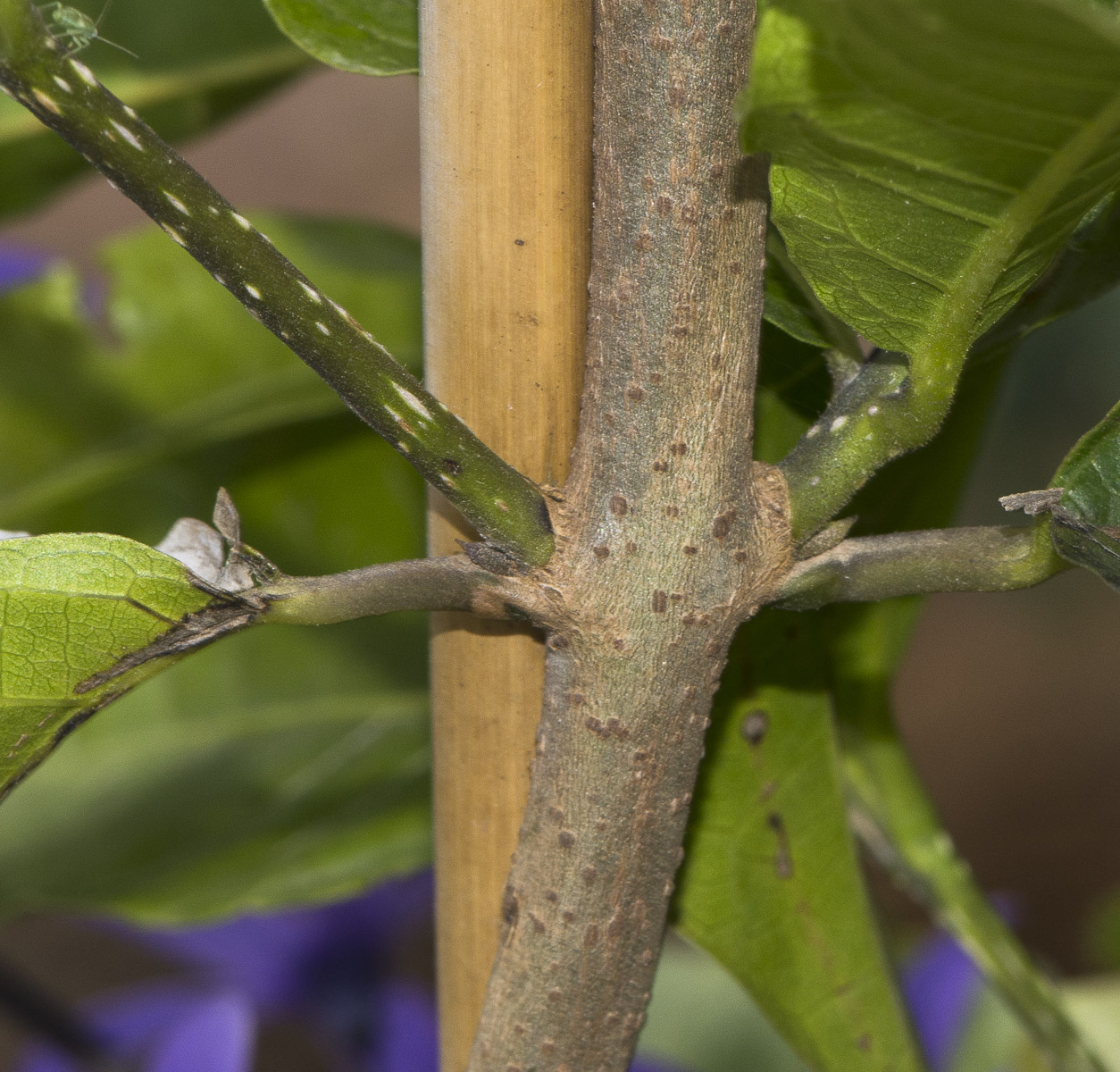 Image of Petrea volubilis specimen.
