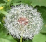 род Taraxacum. Соплодие. Узбекистан, Ташкентская обл., зап. отр. Чаткальского хр., окр. кишлака Учтерак. 23.05.2017.