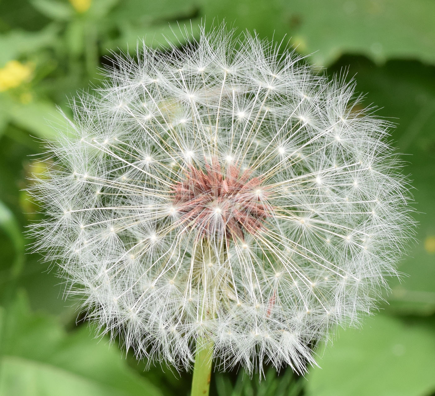 Изображение особи род Taraxacum.