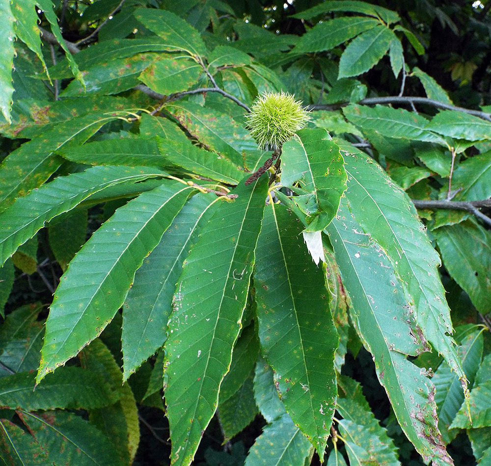 Image of Castanea sativa specimen.