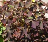 Oxalis stricta