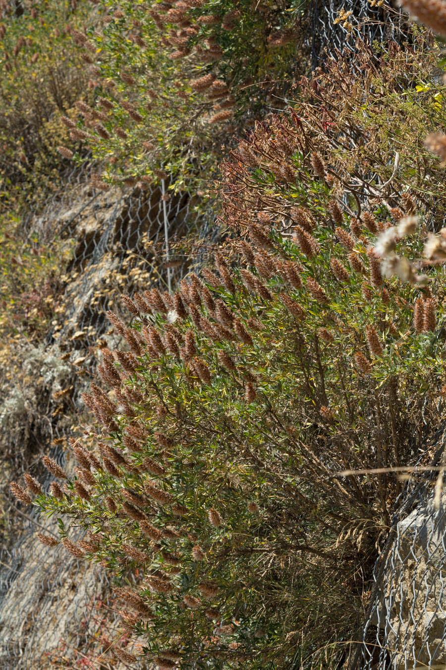 Image of Ebenus cretica specimen.