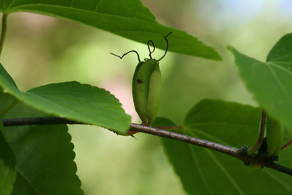 Изображение особи Cercidiphyllum japonicum.