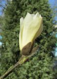 Magnolia kobus. Цветок. Московская обл., в культуре. 5 мая 2017 г.