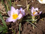 Crocus sieberi подвид atticus. Цветущие растения (сорт 'Firefly') с фуражирующей пчелой. Краснодарский край, г. Усть-Лабинск, на приусадебном участке. 04.03.2018.