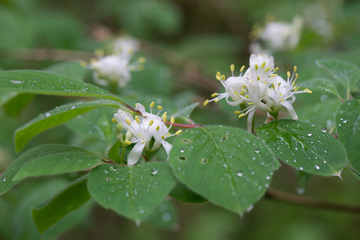 Изображение особи Lonicera xylosteum.