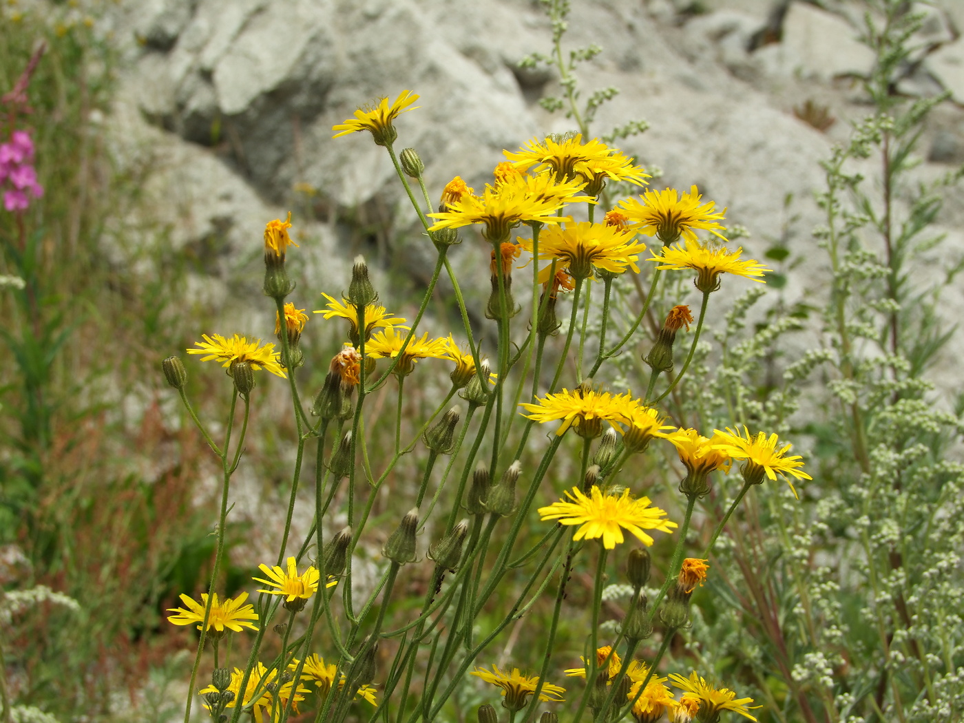 Изображение особи Crepis tectorum.