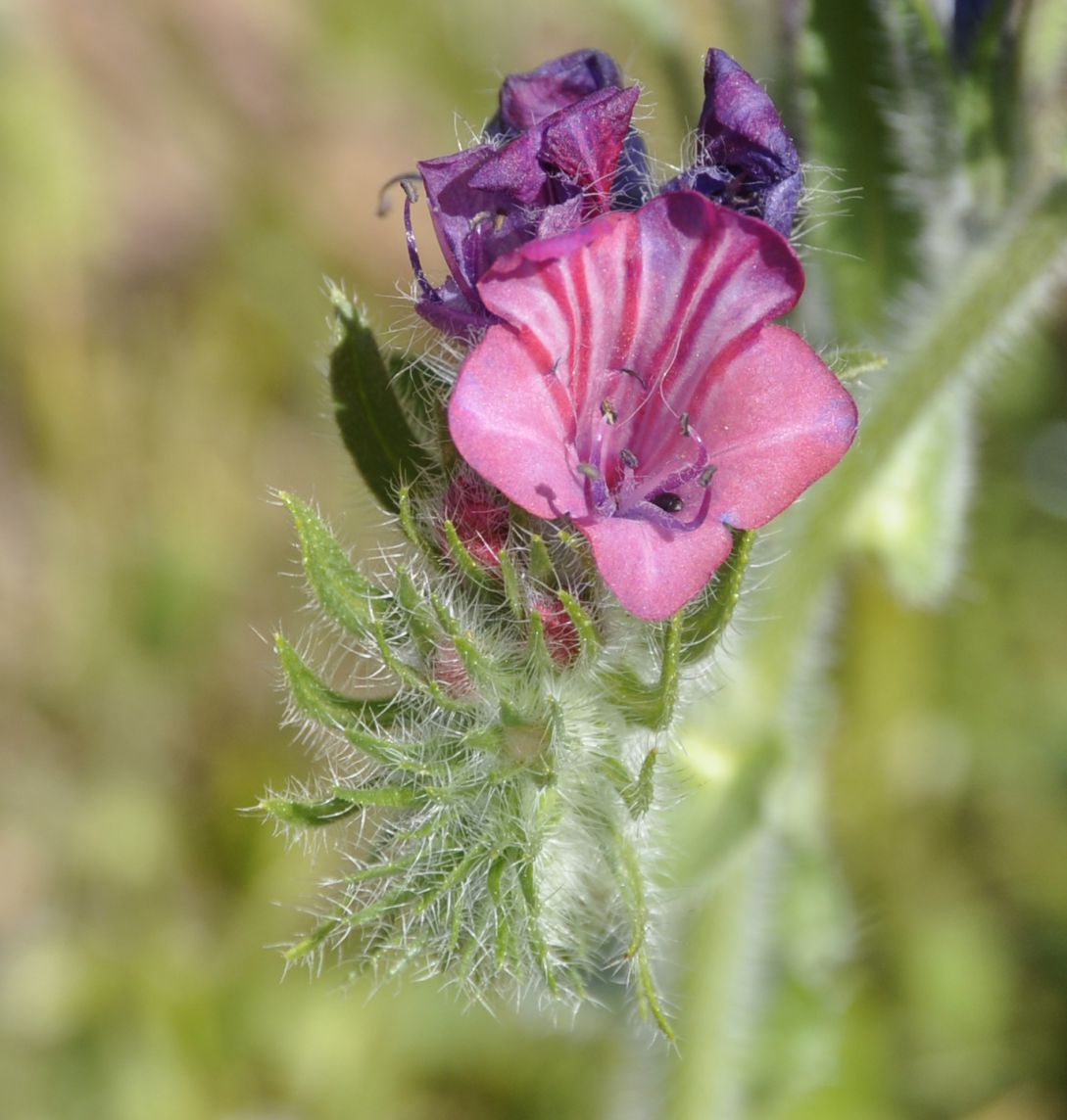 Image of Echium plantagineum specimen.