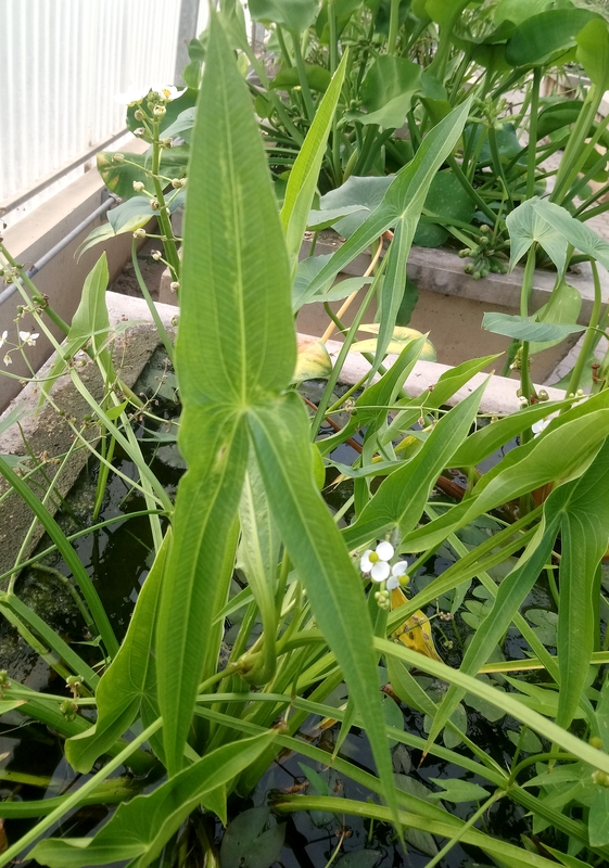 Image of Sagittaria trifolia specimen.