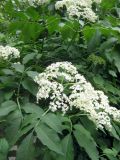 Sambucus nigra