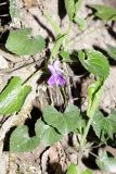 Viola dehnhardtii