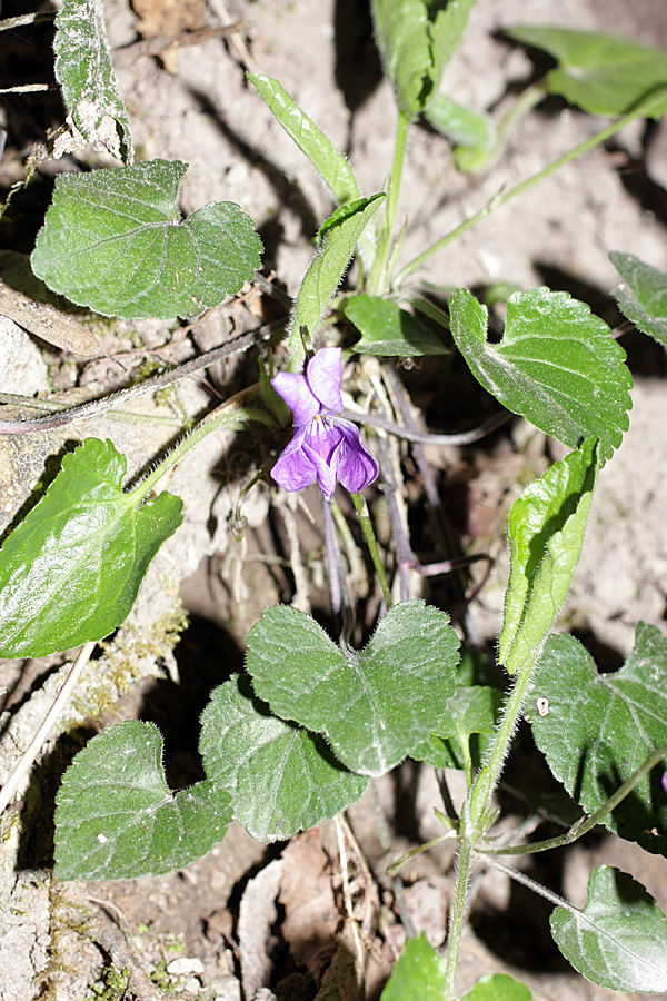 Изображение особи Viola dehnhardtii.