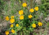 Trollius ledebourii