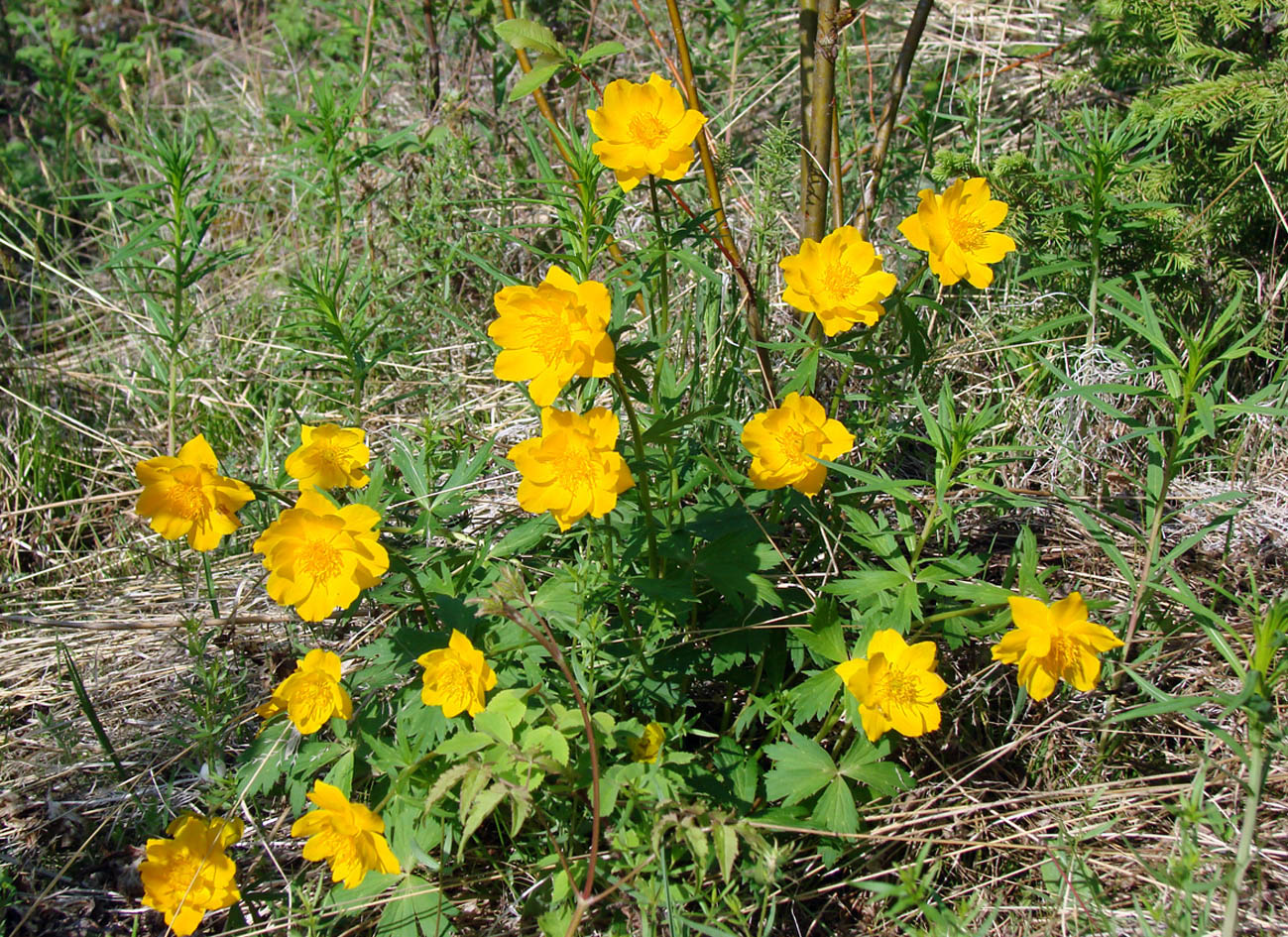 Изображение особи Trollius ledebourii.