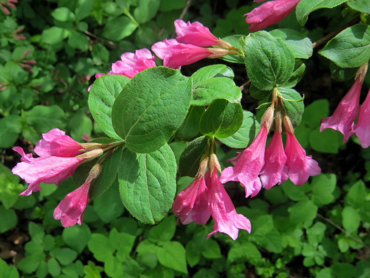 Image of Weigela praecox specimen.