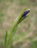 Polygala hybrida. Верхушка бутонизирующего растения. Пермский край, Оханский р-н, Тулумбаихинское сельское поселение, Кунчурихинский бор, разнотравный луг. 27.05.2018.