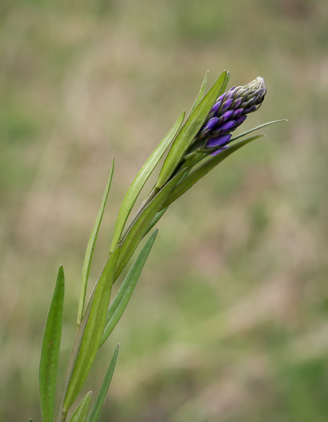 Image of Polygala hybrida specimen.