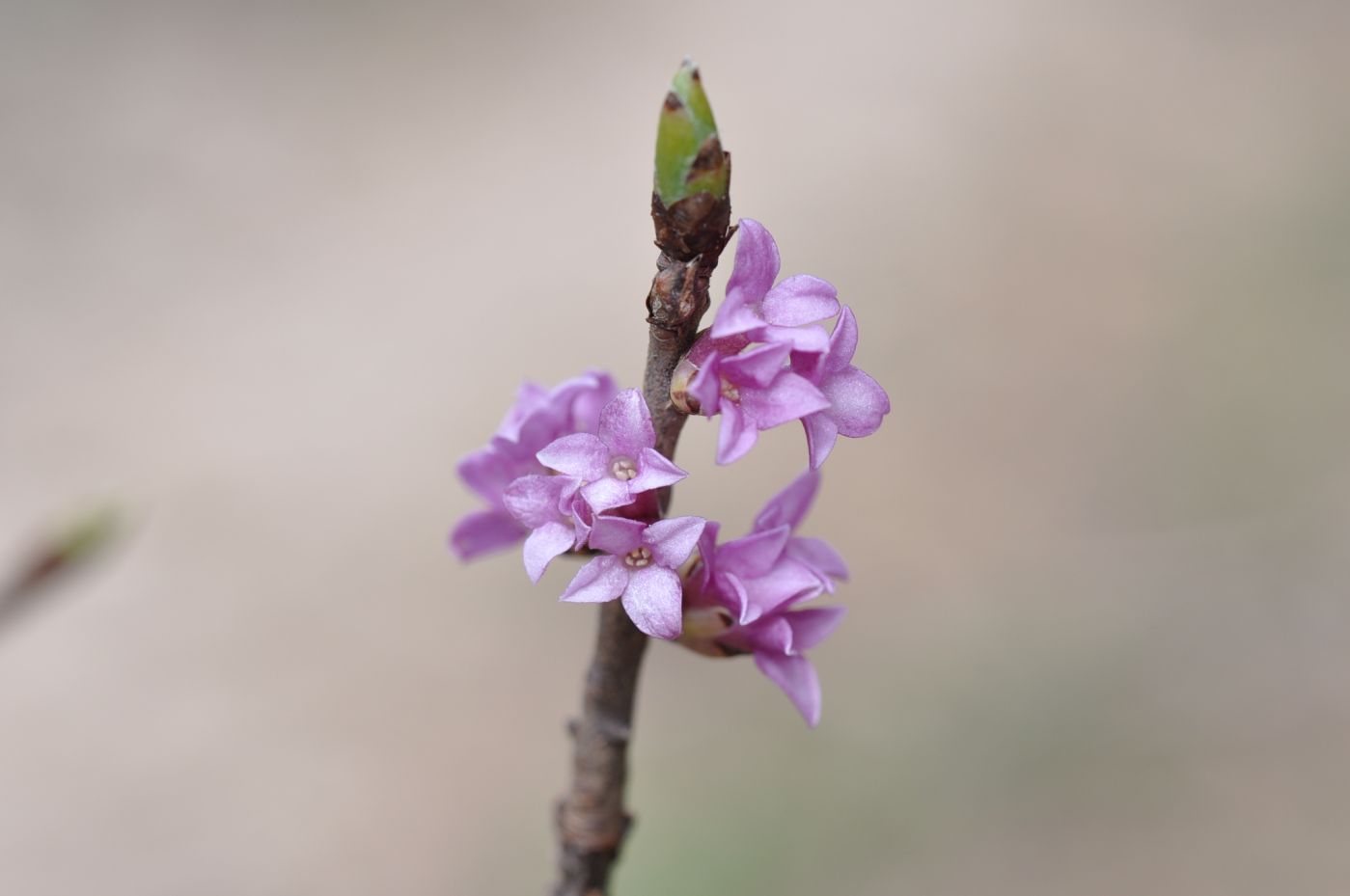 Image of Daphne mezereum specimen.