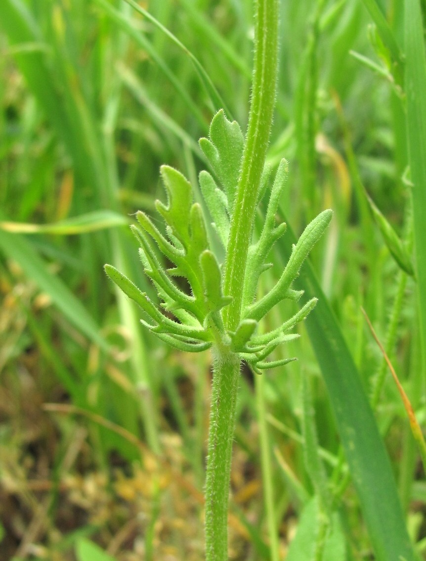 Image of Valerianella uncinata specimen.